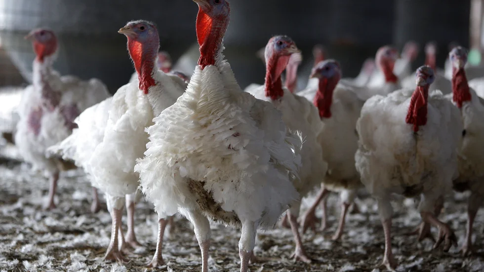 Fågelinfluensan H5N8 har upptäckts på en kalkongård i norra England. Arkivbild.