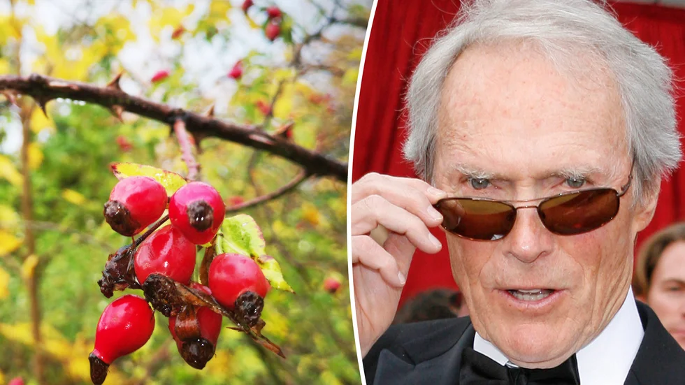 Senast väderstationen på Hoburg nådde en så hög temperatur i november var år 1930 – samma år som Clint Eastwood föddes.