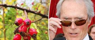 Värmerekord efter värmerekord slogs i november