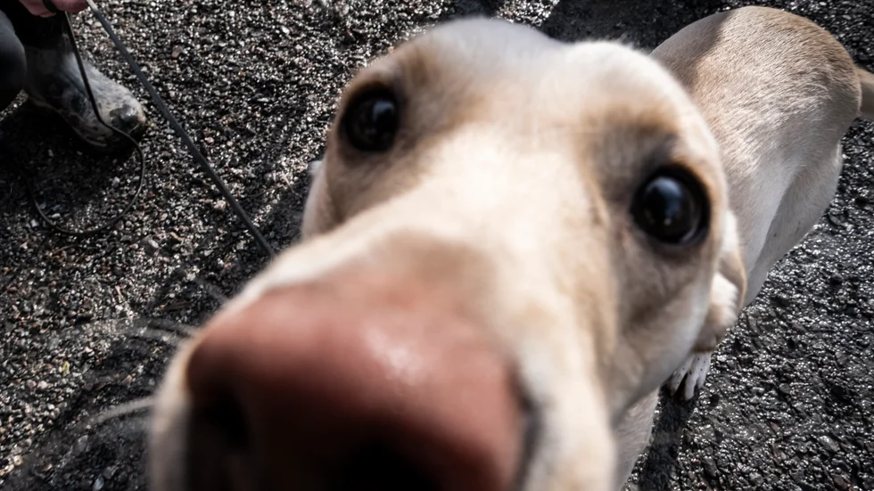 "Närkontakt med en okänd, okopplad hund" på motionsspåret är värre än att jägare använder sig av löst springande jakthundar, menar insändarskribenten.