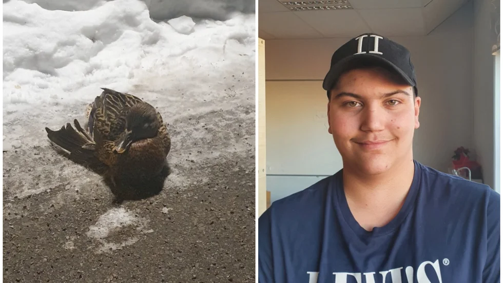 När Romeo Flodemark och hans kompisar såg den skadade anden under sin promenad i Gertrudsvik försökte de hjälpa den. "Det kändes som rätt sak att göra", säger Flodemark. 