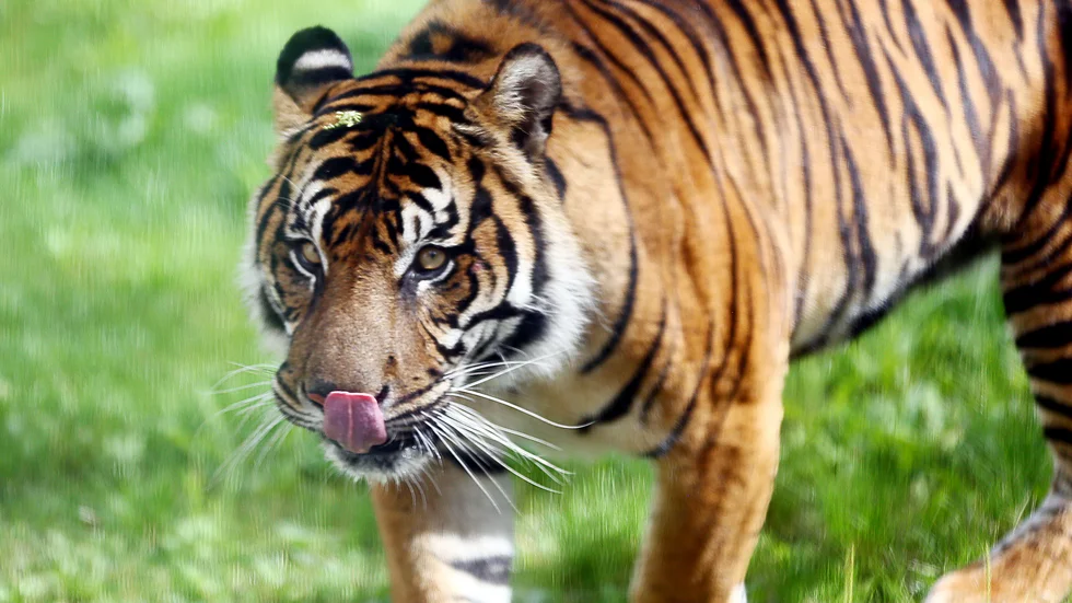 Parken zoo har fått en ny Sumatra-tigerhane vid namn Tondi. Han är tolv år gammal och ska vara avelshane till Parken zoos hona Keisha, som är åtta år.