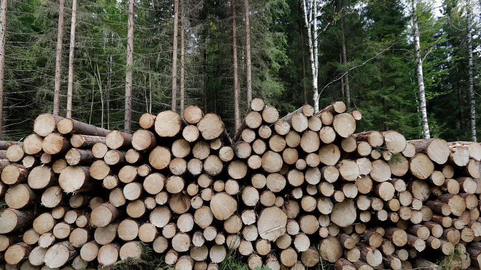 I takt med att skogen avverkas försvinner också den biologiska mångfalden. Den kris som drabbat den biologiska mångfalden i skogen, riskerar också att bli en ekonomisk katastrof, menar skribenten.