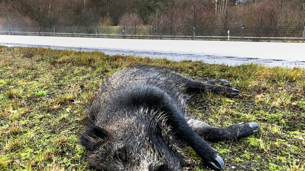 Ett vildsvin som dödats i en trafikolycka i Västergötland. Arkivbild.