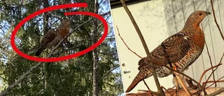 Här hänger tjädern på skolgården – med eleverna