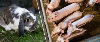 Låt Jordbruksverkets nya husdjursregler vara en tankeställare