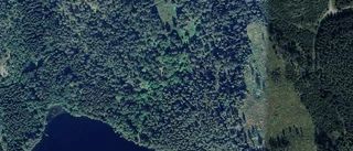 Nya ägare till skog i Odensvi