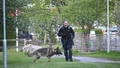 JUST NU: Hus skadat efter explosion – stor polisinsats