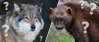 Varg frias – kan ha varit järv: "Mycket oväntat"