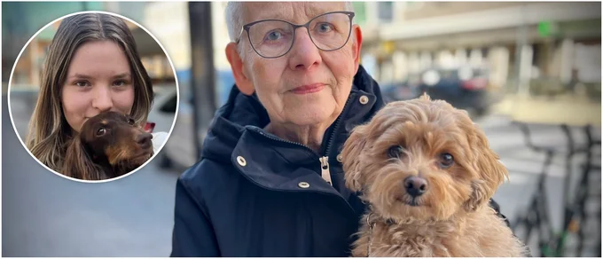 Ännu en våldsattack mot hund i centrala Luleå: "Tårarna sprutade"