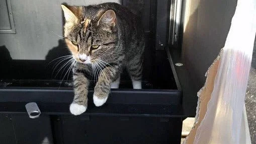 Katten i kaminen. Ingen vet hur den kom dit. Men ur kaminen hoppade en katt. Kanske har den suttit där inne under den flera dagar långa transporten från Tyskland.