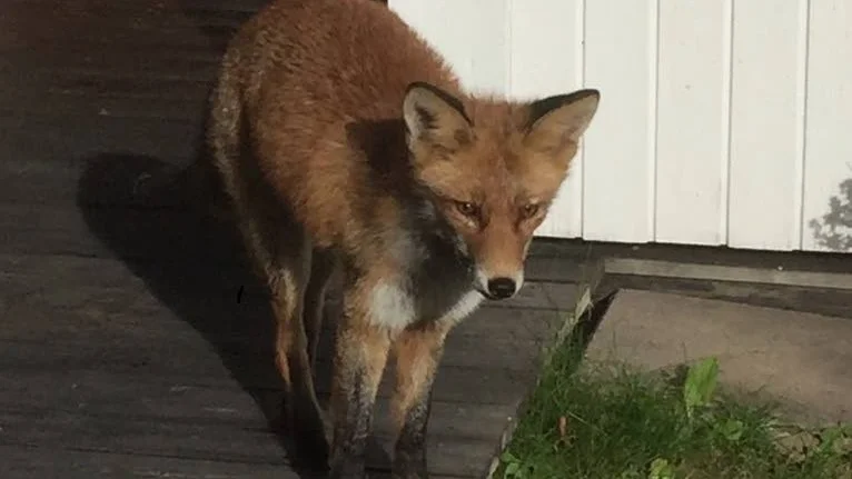 Ska fångas. Räven som Magdalena Svahn -Östman fotograferade söks nu av kommunens jägare. Troligtvis finns det en till eller  fler rävar som sökt sig till i tätorten.