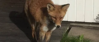 Kommunen på jakt efter rävar i city