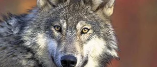 KARTA: Vargens besök i Östergötland