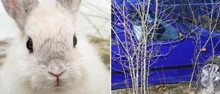 Hänt idag: Bortrövad kanin, rattfylla och fallolycka