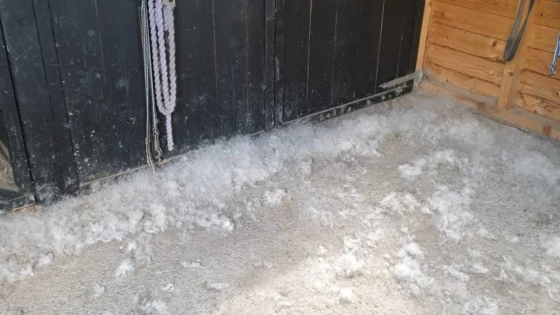Det flyger in i både stall och hus nu när det är torrt.