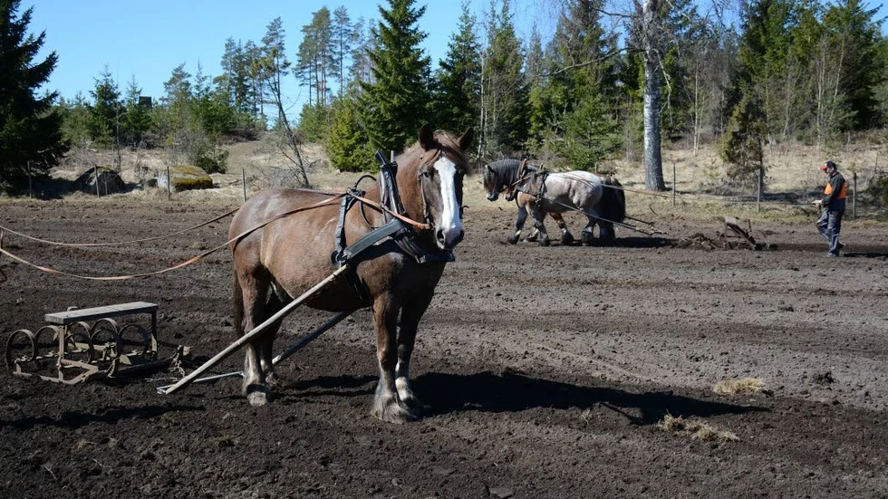 Nostalgiskt vårbruk med hästar i Fjälster på Långfredagen.