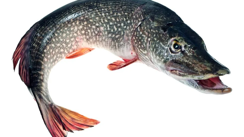 Fisk. Det är känt att bland annat gädda finns i Godegårdsån.
