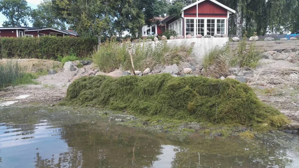 Invasiv. Arne Wallin har försökt att få bort den smala vattenpesten från Roxens strand.