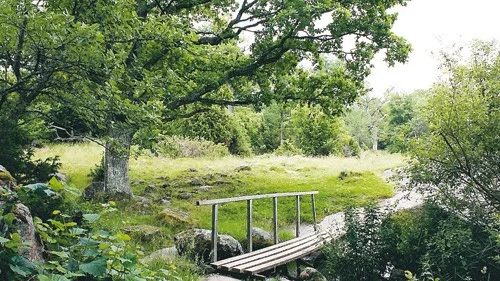 Eklandskapet är en egen målgrupp i kommunens nya naturvårdsprogram.