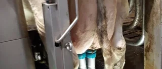 Stor satsning på ny teknik hos korna