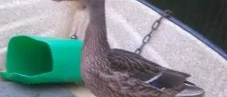 Gunnemar fick hjälp med kräftfisket