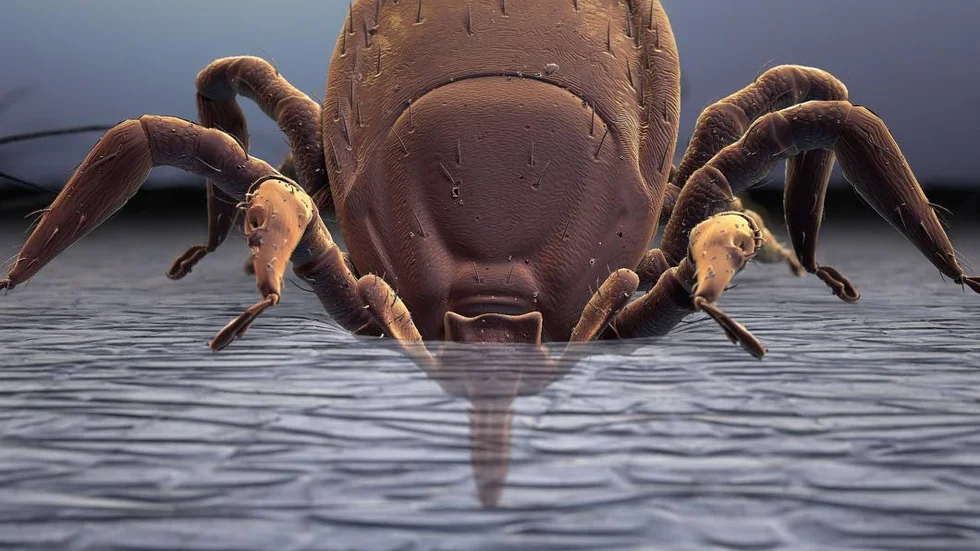 Ett fästingbett kan ge TBE, Tick borne encephalitis, eller fästingburen hjärninflammation.