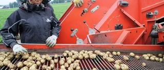Säsongens första potatisskörd