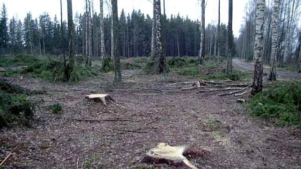Grandungen intill hägerkolonin är borta. Kvar finns barna lite löv av olika slag och det gillar inte hägern.