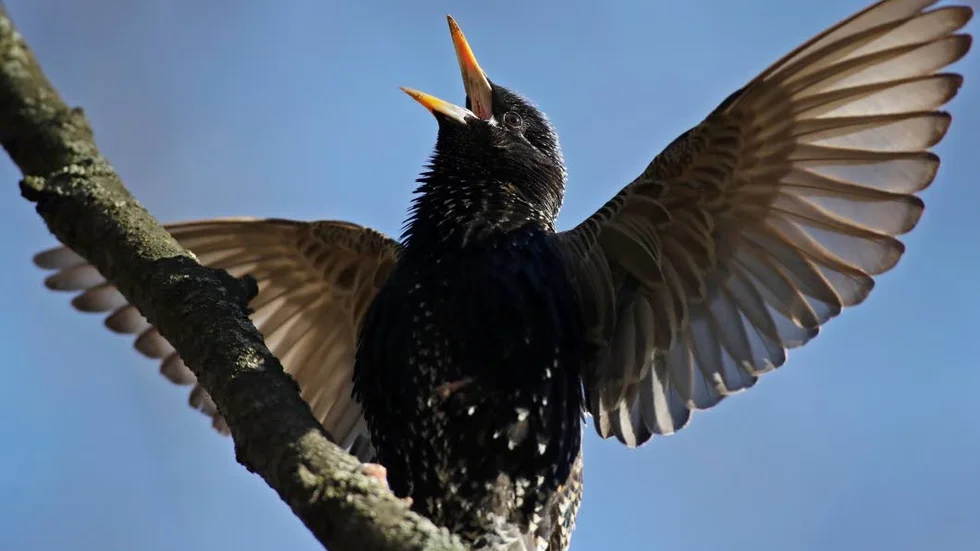 Biologiska mångfaldens dag är en gemensam hyllning till vår artrika natur. Bilden visar en sjungande stare.