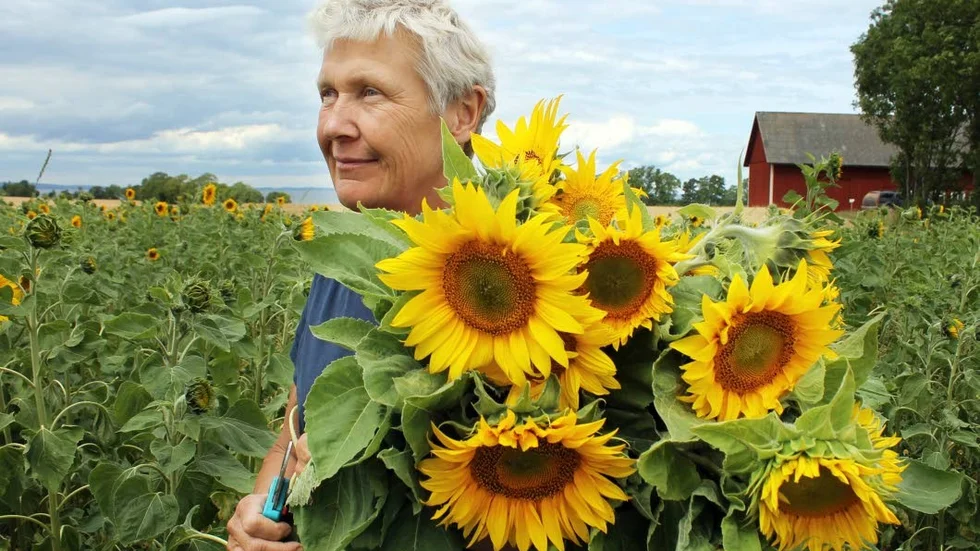 Lotta Birgersson i solrosfältet förra året.