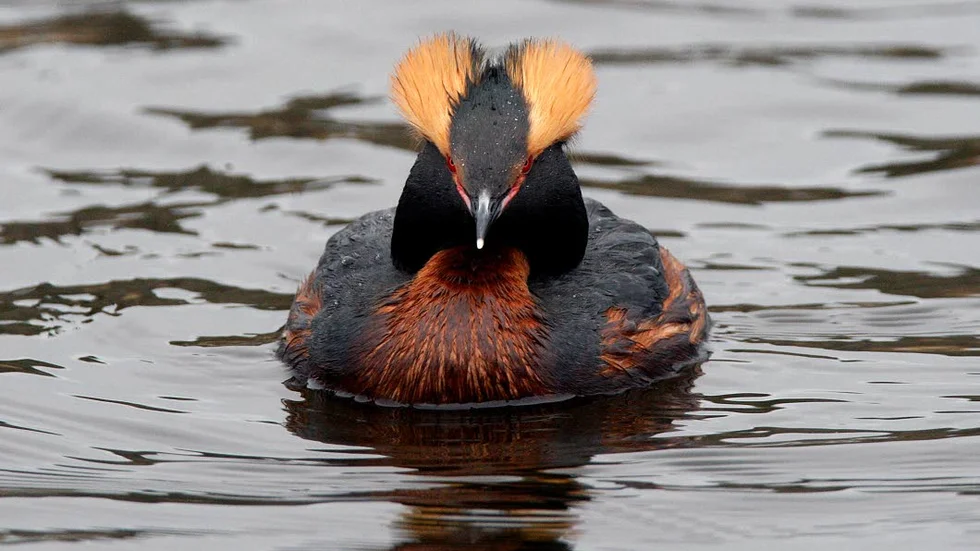 Efter några år minskar ofta antalet svarthakedoppingar i nyanlagda våtmarker, eftersom fisk konkurrerar med dem om födan. Arkivbild från 2010 i Rosenkällasjön.