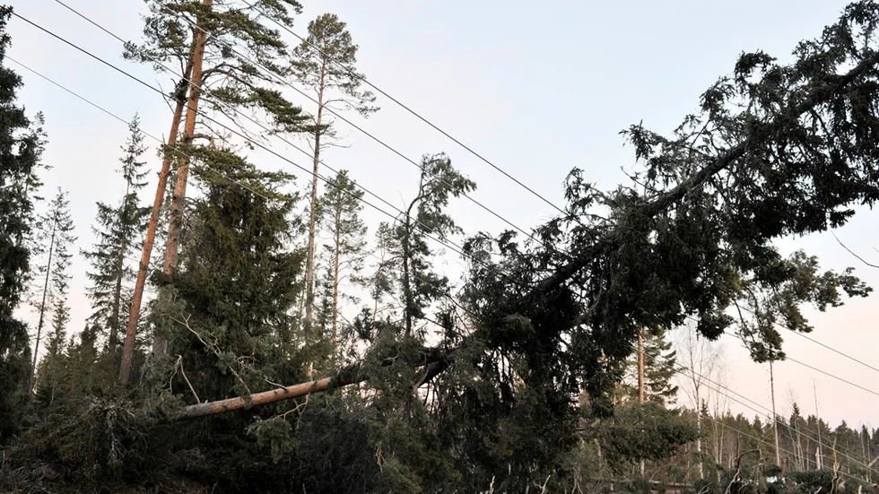 Nedfallna träd och elledningar i Ångsta, söder om Östersund under stormen Ivar.
