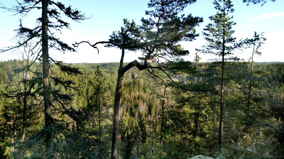 "Norrländsk" vildmark skyddas. Åbobranterna i södra Linköpings kommun är ett av de nya naturreservat. Senvuxna tallar vaktar brantens krön och kan vara 200 år gamla trots magra stammar.