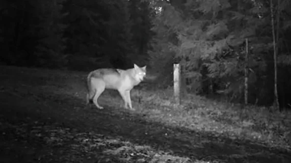 En av vargarna i Motala kommuns ny revir Tisaren. Bilden är tagen med en viltkamera.
