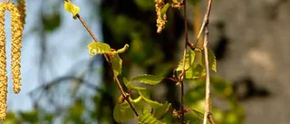 Extremt mycket björkpollen i luften