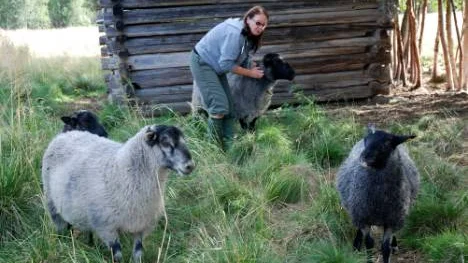Ulla Berglund älskar sina får och pratar och kramar om dem varje dag. "Fåren är tamma vilket gör att de inte är rädda för folk. Det gör dem till ett lätt byte". FOTO: Lena Leffler