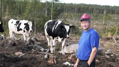 Som ett pärlband kommer kossorna trippandes när Olov Segerlund kliver in i hagen. "Jag har huggt ner skogen för att göra hagar, men några bra betesmarker blir det inte", säger Olov Segerlund.FOTO: Linda Danhall