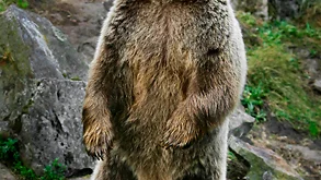 Brunbjörn som står på bakbenen, Kolmårdens djurpark.