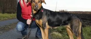 Övergiven hund hittades dyblöt, frusen och fastbunden vid ett träd