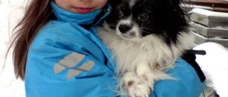 Fastknutna Sigge var plötsligt försvunnen