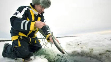 Iden i nätet blir så småningom en festmåltid för havörnen och andra flygande djur. Kanske det blir över lite till räven också?FOTO: Kurt Engström