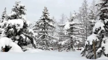 En fräck julgranstjuv sågade ner ett träd i den unika trädsamlingen, ett arboretum, vid Vassara älvs strand.FOTO: Marie Ridderström