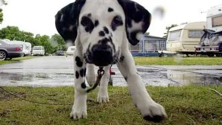 Dalmatinervalpen vanvårdades av 65-åringen som nu fått djurförbud. Hunden på bilden har ingenting med texten att göra.