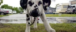 Vanvårdade hundvalp - får djurförbud