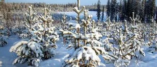 "Kommunen saknar koll på skogen"