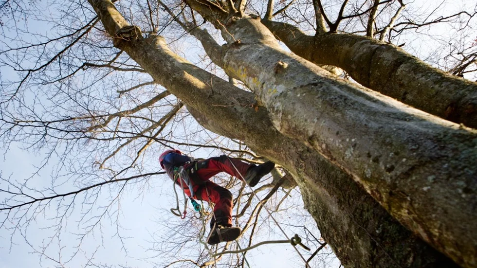 Arborister i Asylenparken