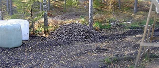 Granskning av utfodring efterlyses