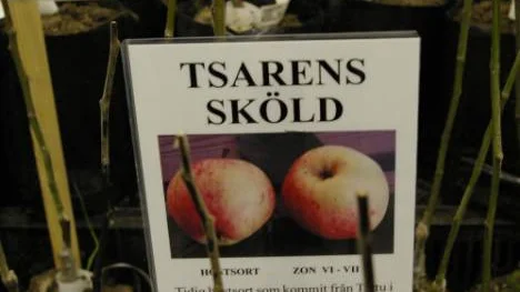 Tsarens sköld är ett av de härdiga äpplen som passar tillsammans med Borgovskoje. FOTO: Eva Bergsten Sundberg