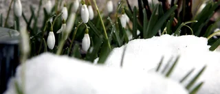 Våren kan komma på söndag